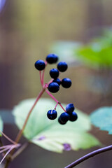 Autumn berries