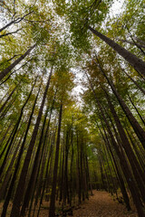 Autumn in the afternoon