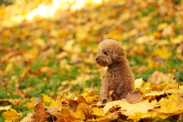 Cute Maltipoo dog in autumn park, space for text