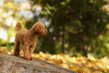 Cute Maltipoo dog on tree stump in autumn park, space for text