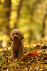 Cute Maltipoo dog, pumpkin and dry leaves in autumn park