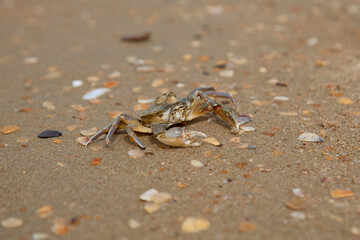 crab on the sand crab skin in the sun under the sun