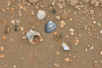 crab on the sand crab skin in the sun under the sun