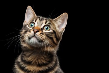 Obraz premium Studio shot capturing cat on vibrant backdrop