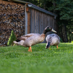 running ducks in the garden