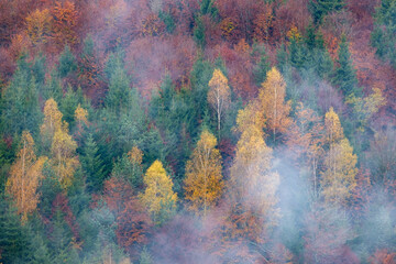 Vue sur une forêt en automne