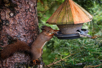 Un écureuil et une mésange sur une mangeoire à oiseaux