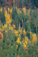 Vue sur une forêt en automne