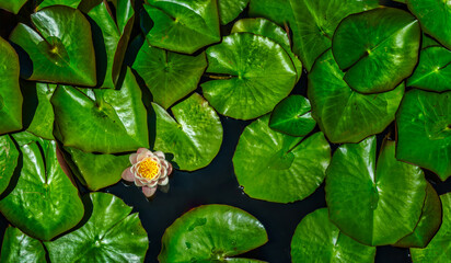 Nymphaea candida White Water Lily blooming in a pond during spring, Cape Town, South Africa