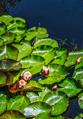 Nymphaea candida White Water Lily floating in a pond during spring, Cape Town, South Africa