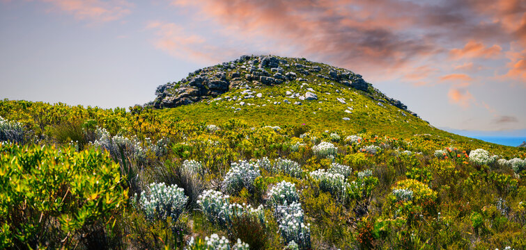 Colorful flowers blooming in the Silvermine Nature Reserve, Cape Town, South Africa
