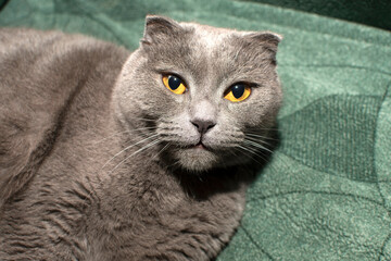 Portrait of British Shorthair cat