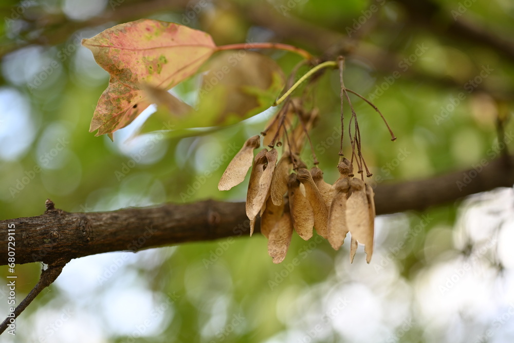 Poster Trident maple ( Acer buergerianum ) fruits ( Samara ). Sapindaceae deciduous tree. After flowering, samara ripens to brown in autumn.