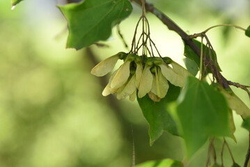 Trident maple ( Acer buergerianum ) fruits ( Samara ). Sapindaceae deciduous tree. After flowering, samara ripens to brown in autumn.