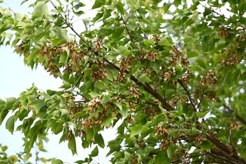 Trident maple ( Acer buergerianum ) fruits ( Samara ). Sapindaceae deciduous tree. After flowering, samara ripens to brown in autumn.