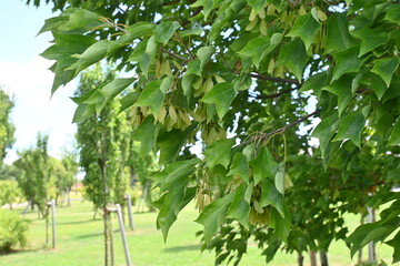 Trident maple ( Acer buergerianum ) fruits ( Samara ). Sapindaceae deciduous tree. After flowering,...