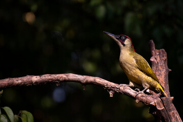 The European green woodpecker Picus viridis is a large green woodpecker with a bright red crown and a black moustache.