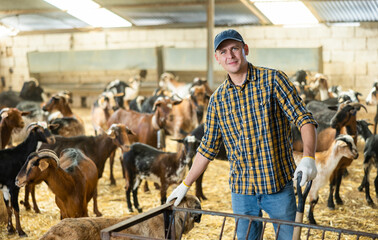 Profwssional young European man farmer in plaid shirt leveling hay and straw with pitchfork in the...