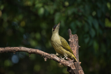 The European green woodpecker Picus viridis is a large green woodpecker with a bright red crown and a black moustache.