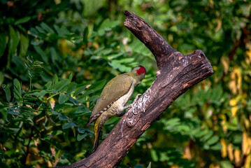 The European green woodpecker Picus viridis is a large green woodpecker with a bright red crown and a black moustache.