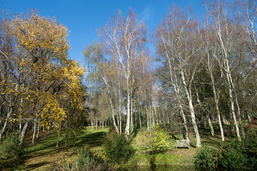 autumn in the forest with silver birch trees
