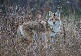 coyote in the grass