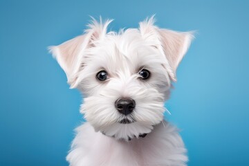 Studio shot capturing dog on vibrant backdrop