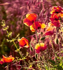 poppy flowers growing in a field on a farm