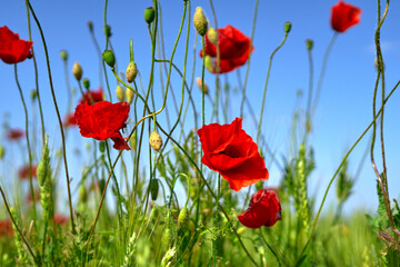 poppy flowers growing in a field on a farm