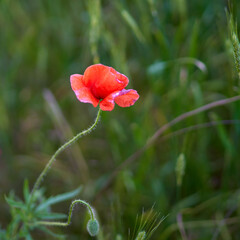 poppy flowers growing in a field on a farm