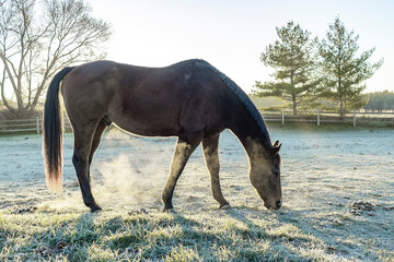 A grazing brown horse in a field with a steaming pile of manure. 