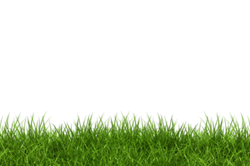 green grass on transparent background