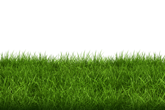 green grass on transparent background