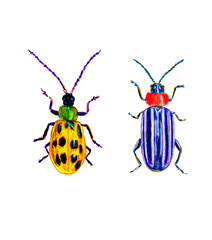 Escarabajos, ilustración 