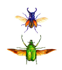 Escarabajos, ilustración 