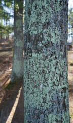 Lichens or Moss on Tree Bark