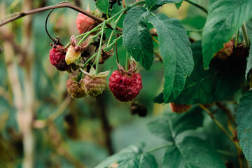 branch of ripe raspberries in a garden