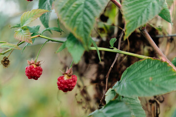 branch of ripe raspberries in a garden