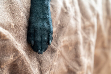 Close up of a single paw leg of a black labrador retriever dog