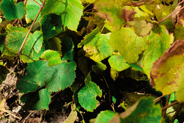 Grape leaves in vineyard. Grape leaves vine branch with tendrils and young leaves. Small grape branch with green leaves