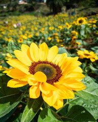 sunflowers in the garden