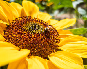 bee on sunflower