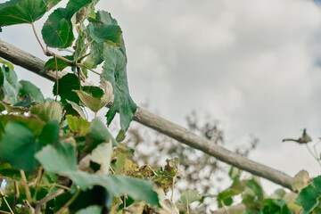 Grape leaves in vineyard. Grape leaves vine branch with tendrils and young leaves. Small grape branch with green leaves