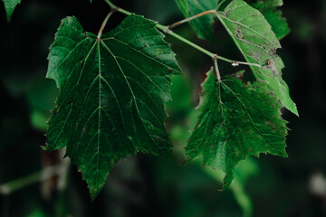 Grape leaves in vineyard. Grape leaves vine branch with tendrils and young leaves. Small grape branch with green leaves