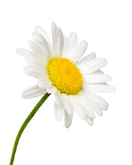 Side view of white daisy flower isolated cutout on transparent