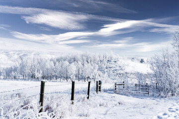 Winter scene of snow covered barbed wire fence and frosted trees at Glenbow Ranch Provincial Park near Cochrane Alberta.