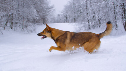 A brown mixed breed dog is running around and jumping in the freshly fallen snow