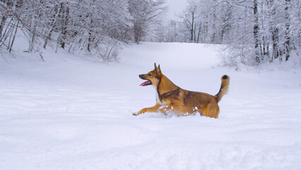 Cute young brown dog is enjoying the fresh snow and chasing flying snowballs