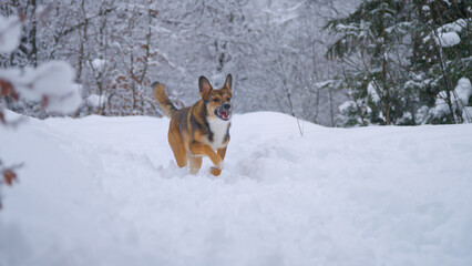 Lively young mixed breed dog runs back in deep snow after recall on winter walk