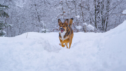 Playful young dog running back after recall on winter walk in heavy snowfall
